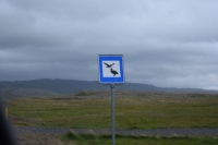 DSC_0047_strada-verso holmavik-hrutafjordur-cartello uccelli