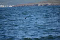 DSC_0077_husavik-zodiac-puffin