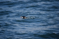 DSC_0078_husavik-zodiac-puffin decollo