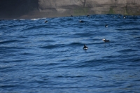 DSC_0107_husavik-zodiac-puffin