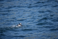 DSC_0109_husavik-zodiac-puffin decollo