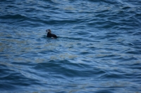 DSC_0113_husavik-zodiac-puffin