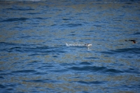 DSC_0115_husavik-zodiac-puffin decollo