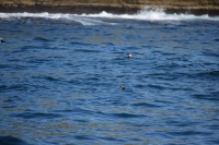 DSC_0117_husavik-zodiac-puffin