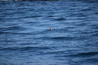 DSC_0120_husavik-zodiac-puffin