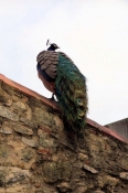 100_5698_CasteloSaoJorge.jpg