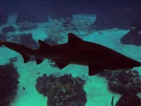 100_5885_ParqueDasNacoes_Oceanario.jpg
