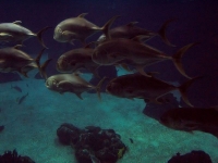 100_5887_ParqueDasNacoes_Oceanario.jpg