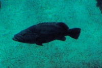 100_5895_ParqueDasNacoes_Oceanario.jpg