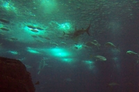100_5900_ParqueDasNacoes_Oceanario.jpg