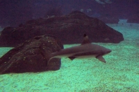 100_5906_ParqueDasNacoes_Oceanario.jpg
