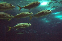 100_5916_ParqueDasNacoes_Oceanario.jpg