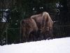 IMGP6732_zoo_bisonte europeo
