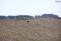100B4010_cicogne.jpg