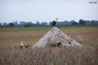 100_4593_cicogne.jpg