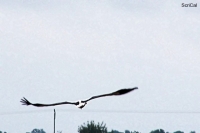 100_4596_cicogne.jpg