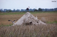 100_4599_cicogne.jpg