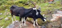 stubai-wildewasser-weg-incontri