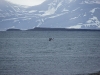 IMGP7470_renna
