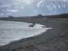IMGP7474_renna
