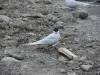 IMGP7790_Longyearbyen_artic terns