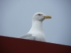 IMGP7796_Longyearbyen_gabbiano_x