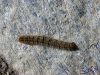 IMGP6280_fauna