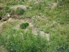 IMGP6147_fauna-marmotte