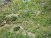 IMGP6152_fauna-marmotte