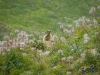 IMGP6199_fauna-marmotte