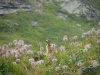 IMGP6201_fauna-marmotte