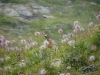 Rif. Chalet de L'Epée 2370 mt. (Valle d'Aosta) 3 IMGP6202_fauna-marmotte