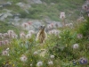 IMGP6204_fauna-marmotte