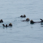 Lontre-Otters