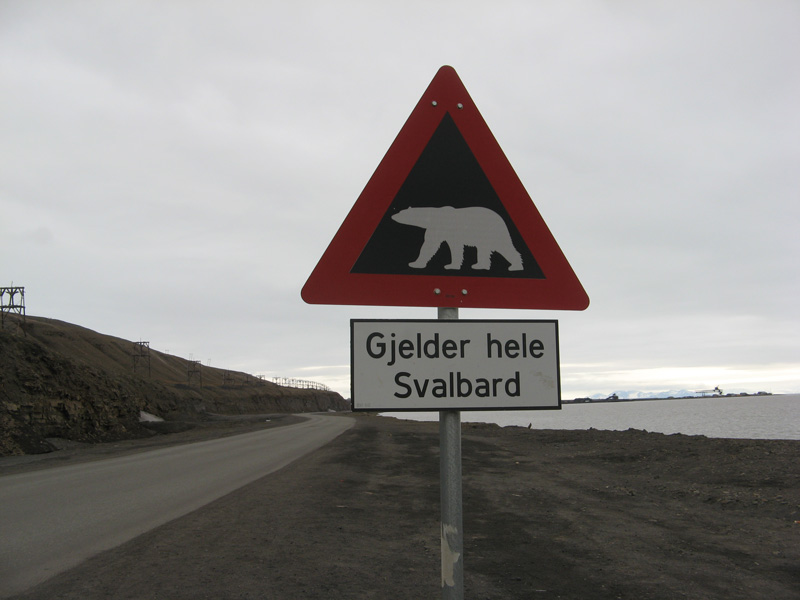 Svalbard: un orso bianco uccide un ragazzo e ne ferisce altri quattro