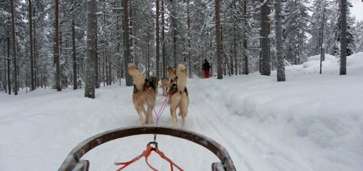 Lapponia: Alla guida della sled dog, la slitta trainata dai cani husky