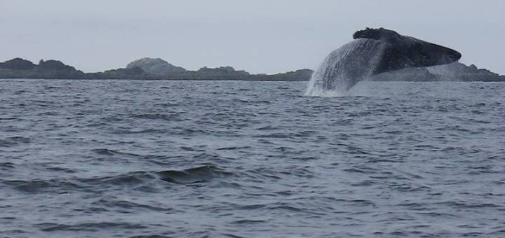 balena salta fuori dall'acqua