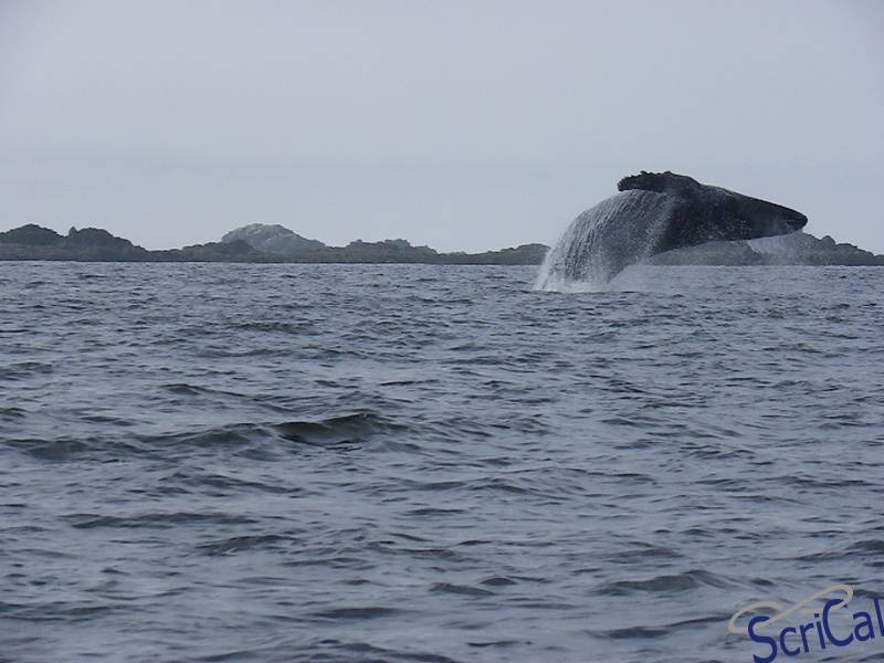 balena salta fuori dall'acqua
